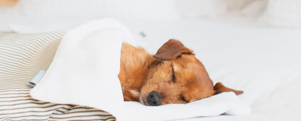 Spanie z psem w łóżku – czy to dobry pomysł?
